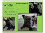 French Bulldog PUPPY FOR SALE ADN-845081 - Beautiful Male Brindle and Female
