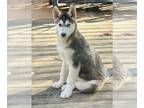 Siberian Husky PUPPY FOR SALE ADN-845073 - Roland