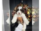 Cockapoo PUPPY FOR SALE ADN-845072 - Beautiful Litter Of Chocolate Cockapoo
