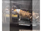 American Bully PUPPY FOR SALE ADN-845067 - Pocket bully puppies