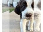 English Springer Spaniel PUPPY FOR SALE ADN-845059 - Springer Spaniel Puppies 3