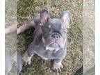 French Bulldog PUPPY FOR SALE ADN-845046 - Blue and lilac babys