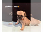 Pug PUPPY FOR SALE ADN-845029 - Male Pug Puppies