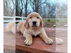 Golden Retriever PUPPY FOR SALE ADN-845022 - Registered Golden Retrievers