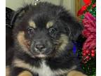 Miniature Australian Shepherd PUPPY FOR SALE ADN-845015 - Mini Aussie pups