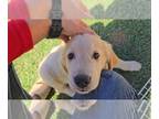 Golden Retriever PUPPY FOR SALE ADN-844986 - The most chill puppies ever