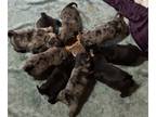 Pug PUPPY FOR SALE ADN-844981 - Chocolate and Black Pugs