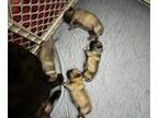 Pug PUPPY FOR SALE ADN-844860 - Christmas Liter