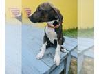 Doberman Pinscher-Dogo Argentino Mix PUPPY FOR SALE ADN-844859 - American