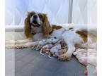 Cavalier King Charles Spaniel PUPPY FOR SALE ADN-844858 - Christmas Puppies