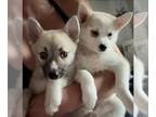Pomsky PUPPY FOR SALE ADN-844855 - TOY POMSKY FEMALE PUPPIES GORGEOUS BLUE EYED