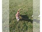 Siberian Husky PUPPY FOR SALE ADN-844851 - Siberian Husky Puppies