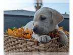 Labrador Retriever PUPPY FOR SALE ADN-844845 - AKC Pedigree Lab Puppies