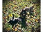French Bulldog PUPPY FOR SALE ADN-844842 - French Bulldog Puppies