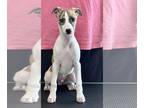 Whippet PUPPY FOR SALE ADN-844838 - Male AKC Whippet