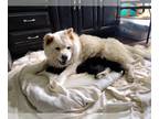 Chow Chow PUPPY FOR SALE ADN-844832 - AKC certified chow chow puppies