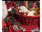 Bichon Frise PUPPY FOR SALE ADN-844830 - AKC Bichon Delight Puppies