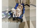 Goldendoodle PUPPY FOR SALE ADN-844769 - EMMYLOU AND JETERS GOLDENDOODLES