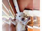 Maltese PUPPY FOR SALE ADN-845085 - CKC Maltese puppies