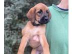 Belgian Malinois-English Springer Spaniel Mix PUPPY FOR SALE ADN-844873 -