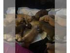 American Bully PUPPY FOR SALE ADN-844854 - American Bullies