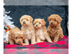 Goldendoodle (Miniature) PUPPY FOR SALE ADN-844844 - Beautiful Mini Goldendoodle