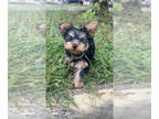 Yorkshire Terrier PUPPY FOR SALE ADN-844779 - Teddie
