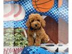 Poodle (Miniature) PUPPY FOR SALE ADN-845095 - ACA Reg Mini Poodle Puppy