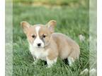 Pembroke Welsh Corgi PUPPY FOR SALE ADN-845082 - AKC Corgi