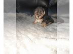 Poodle (Toy) Mix PUPPY FOR SALE ADN-845071 - Yorkipoo male