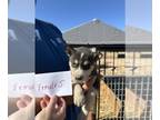 Labrador Retriever-Siberian Husky Mix PUPPY FOR SALE ADN-845069 - 10 Puppies