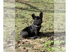 French Bulldog PUPPY FOR SALE ADN-845066 - Small and compact