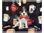Cavalier King Charles Spaniel PUPPY FOR SALE ADN-845058 - Cameron