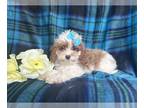 Cavapoo PUPPY FOR SALE ADN-845057 - Carsyn