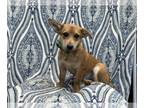 Chihuahua PUPPY FOR SALE ADN-845053 - Hunter