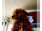 Poodle (Toy) PUPPY FOR SALE ADN-845044 - Red toy poodle