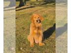 Golden Retriever PUPPY FOR SALE ADN-845037 - AKC Golden Retriever