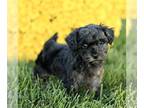 Poodle (Toy) PUPPY FOR SALE ADN-845035 - Toy Poodle