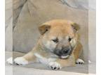 Shiba Inu PUPPY FOR SALE ADN-845032 - ACA Shiba Inu