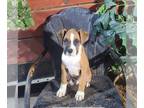 Boxer PUPPY FOR SALE ADN-845023 - AKC Boxer