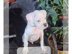 Boxer PUPPY FOR SALE ADN-845021 - AKC Boxer