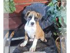 Boxer PUPPY FOR SALE ADN-845020 - AKC Boxer