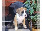 Boxer PUPPY FOR SALE ADN-845019 - AKC Boxer