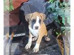 Boxer PUPPY FOR SALE ADN-845018 - AKC Boxer