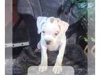 Boxer PUPPY FOR SALE ADN-845017 - AKC Boxer