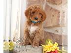 Goldendoodle PUPPY FOR SALE ADN-845001 - Standard Goldendoodle
