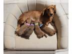 Chiweenie PUPPY FOR SALE ADN-844994 - Honey Bunns Christmas Pups