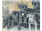 Cane Corso PUPPY FOR SALE ADN-844992 - Black and blue
