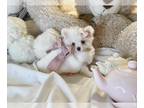 Pomeranian PUPPY FOR SALE ADN-844989 - Pomeranian Puppies 1 litter