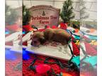 Dachshund PUPPY FOR SALE ADN-844978 - Miniature dachshund